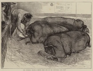 A Finishing Touch, a Sketch from Life at the Smithfield Club Show